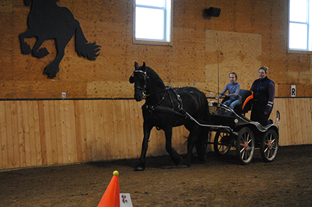 All  breeds were welcome. 14 youngsters signed up: 2 girls driving a single Friesian,